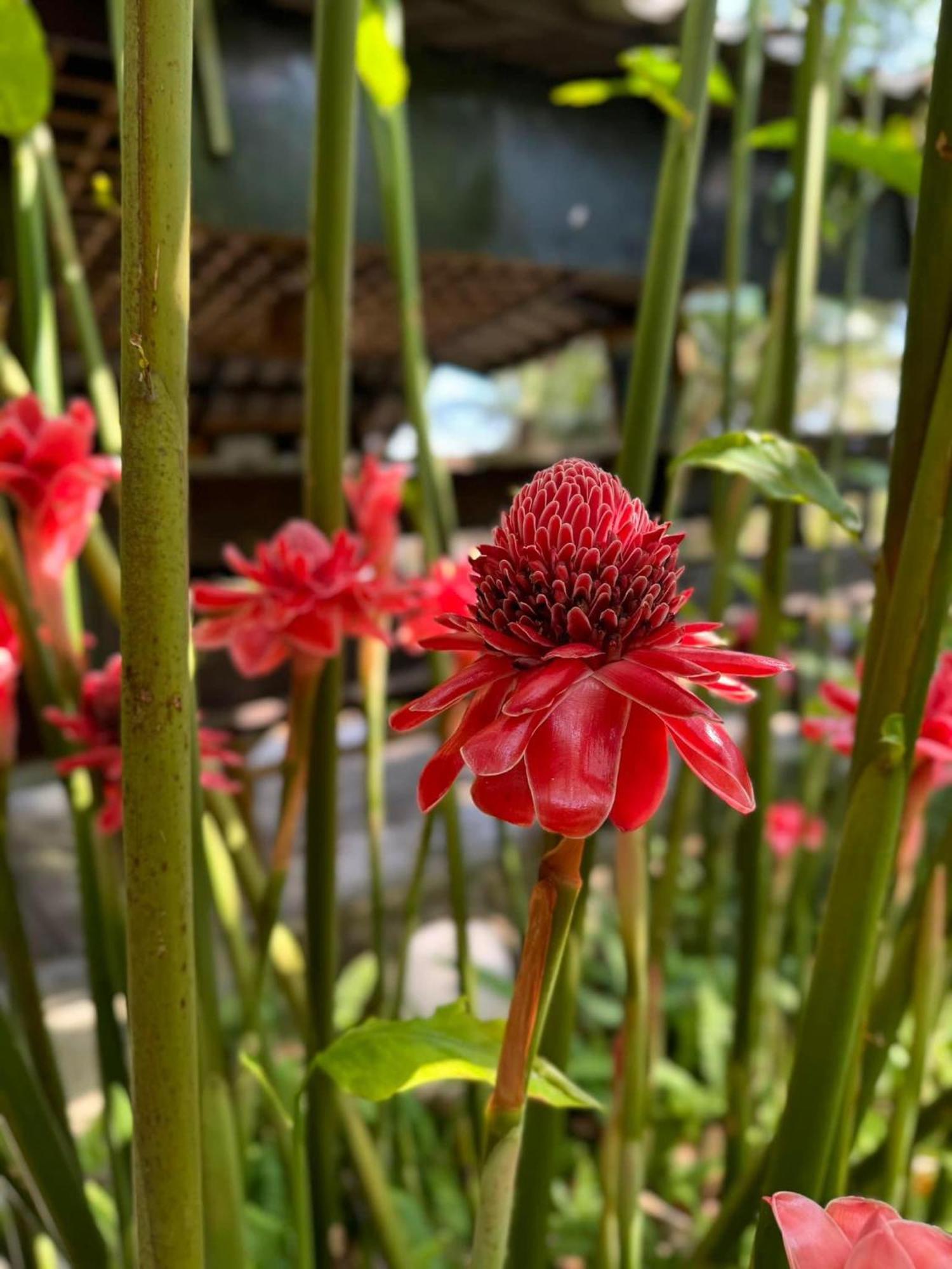 Greenheart Garden View Camp Phuket Kata Beach  Eksteriør billede